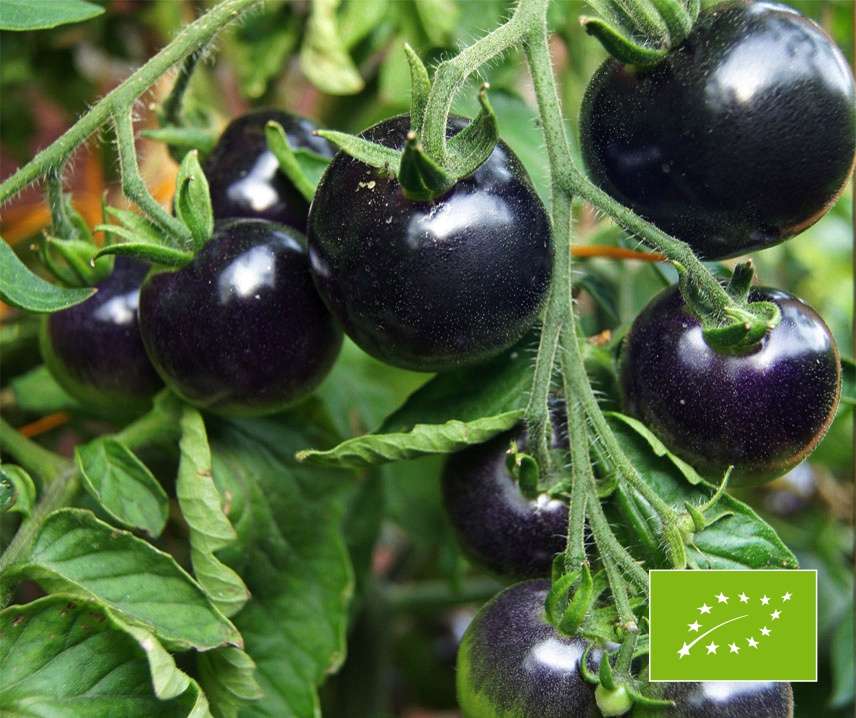 OSU BLUE Bio B-S Paradicsom