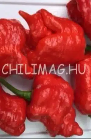 7 Pot Brainstrain Red