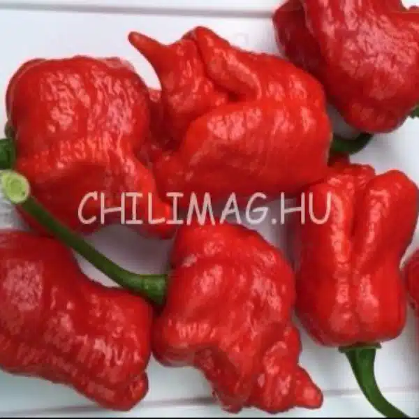 7 Pot Brainstrain Red