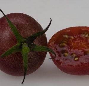 Chocolate Cherry B Paradicsom