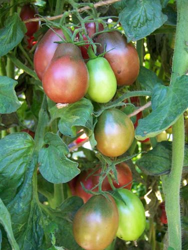 Evan's Purple Pear B Paradicsom