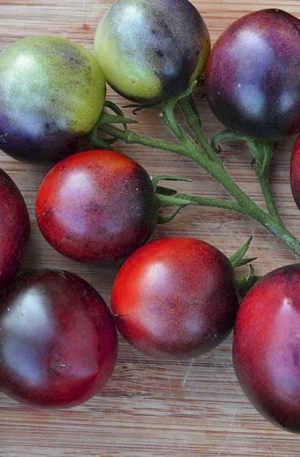 Indigo Blue Berries Bio  B-S Paradicsom