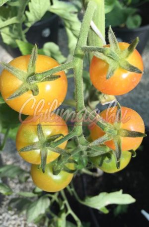 Snowberry B Paradicsom