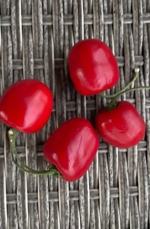 Rocoto costa rican red