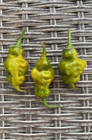 Trinidad Scorpion Green