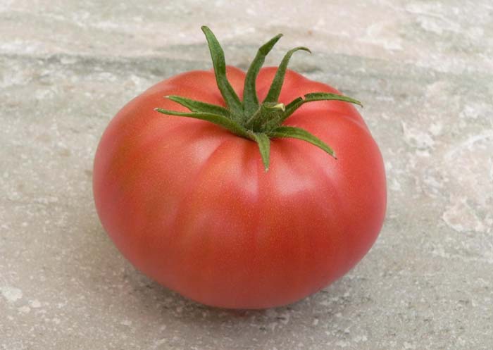 Koroleva B Paradicsom