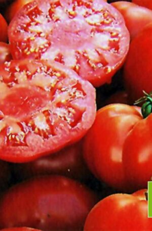Marmande Bio Féldeterminált Paradicsom B-S