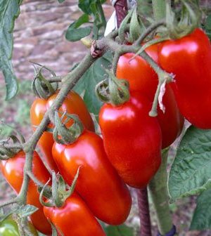 San Marzano B Paradicsom