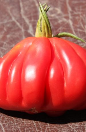 Tlacolula B Paradicsom