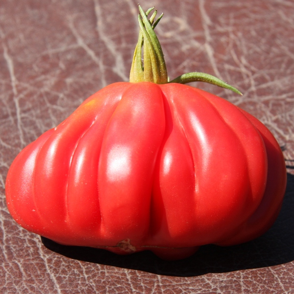 Tlacolula B Paradicsom