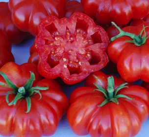 Rosso Sicilian B Paradicsom