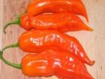 Aji Amarillo
