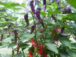 Purple Cayenne