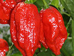 Red Bhutlah SLP