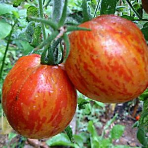 Roughwood Golden Tiger B Paradicsom