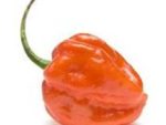 Scotch Bonnet orange