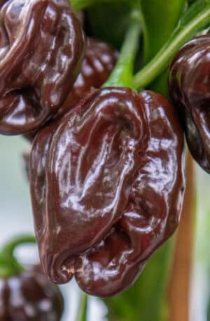 Scotch Bonnet Brown