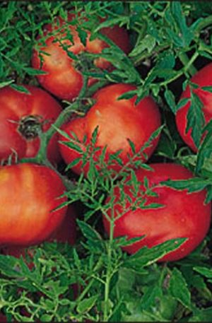 Silver Fir B Paradicsom