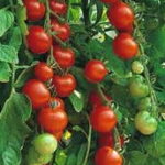 Sugar Sweet Cherry B Paradicsom