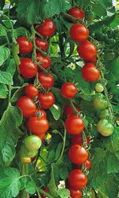 Sugar Sweet Cherry B Paradicsom