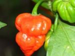Trinidad Scorpion Butch-T