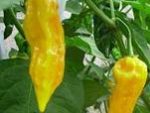 Yellow Bhut Jolokia