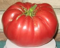 Cleota Pink B Paradicsom