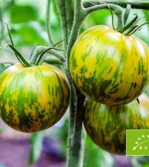 Green Zebra Bio  Paradicsom B-S
