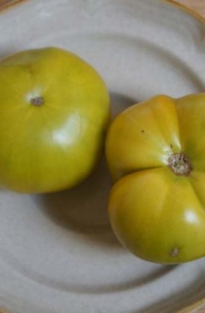 Green Wish B Paradicsom