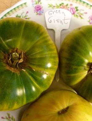 Green Giant B Paradicsom