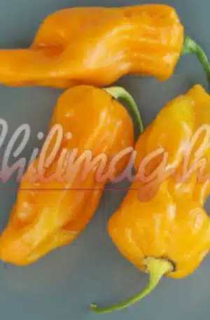 7 Pot chaguanas Yellow