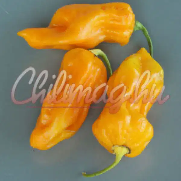 7 Pot chaguanas Yellow