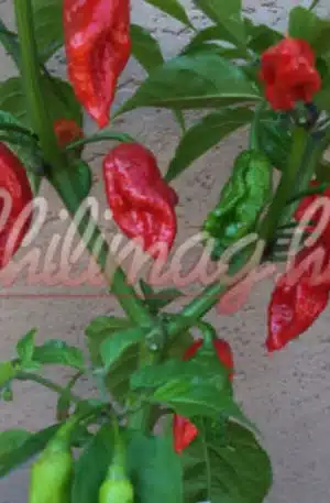 7 Pot chaguanas Red