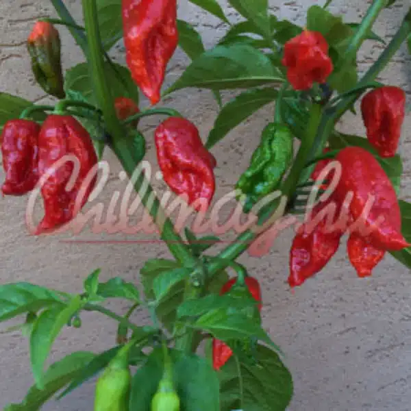 7 Pot chaguanas Red