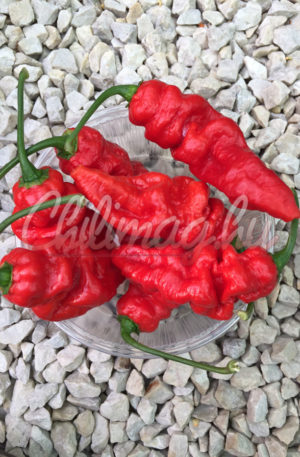 Trinidad x-train red