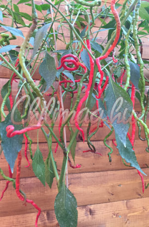 Thunder Mountain Longhorn