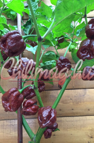 Trinidad Scorpion Moruga chocolate