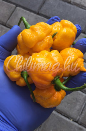 Scotch Bonnet MOA