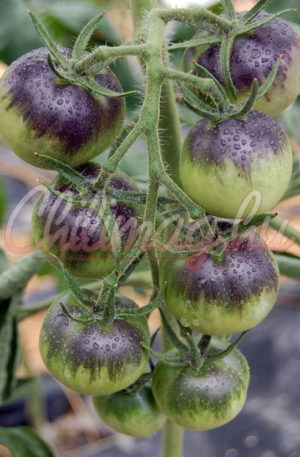 Blue Streaks B Paradicsom