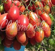 Chio Chio San B Paradicsom