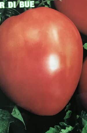 Coure di Bue B Paradicsom