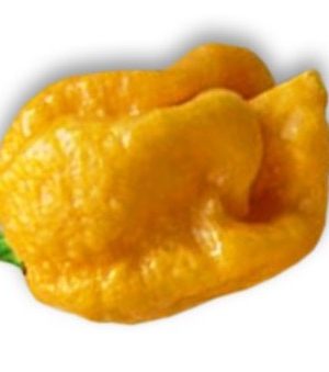 Douglah billy boy yellow