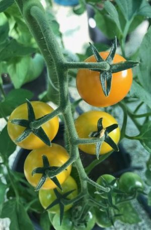 Honeybee sweet yellow B Paradicsom
