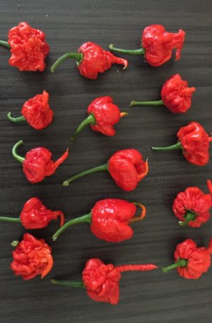 Carolina Reaper Red M-S