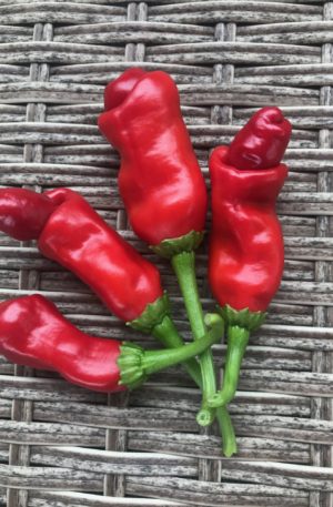 Peter Pepper Red S-C