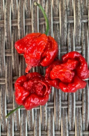 Dragon's Breath Stinger