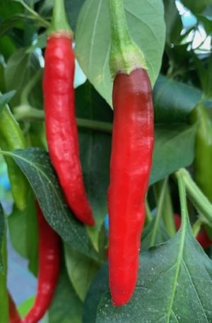 Kashmiri Chili
