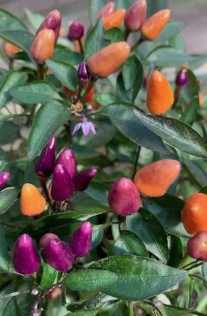 Malaysian Explosive Ember