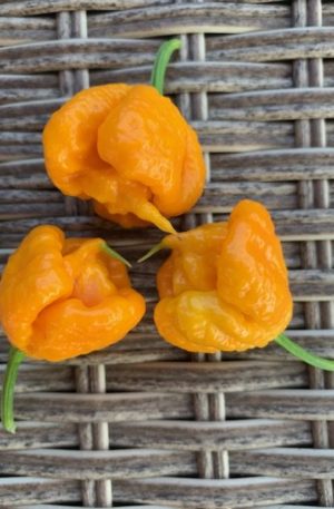 Carolina Reaper Yellow