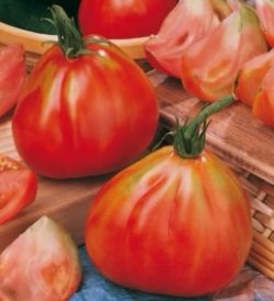 Red Pear Sel.Gransasso Paradicsom B